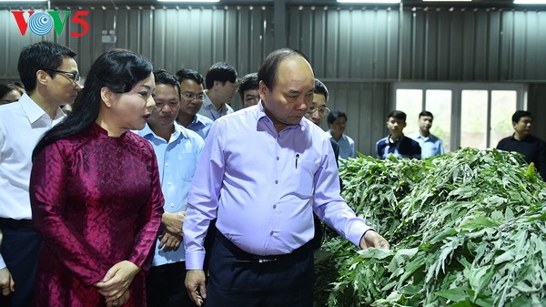 Vietnam busca desarrollar la industria medicinal  - ảnh 1