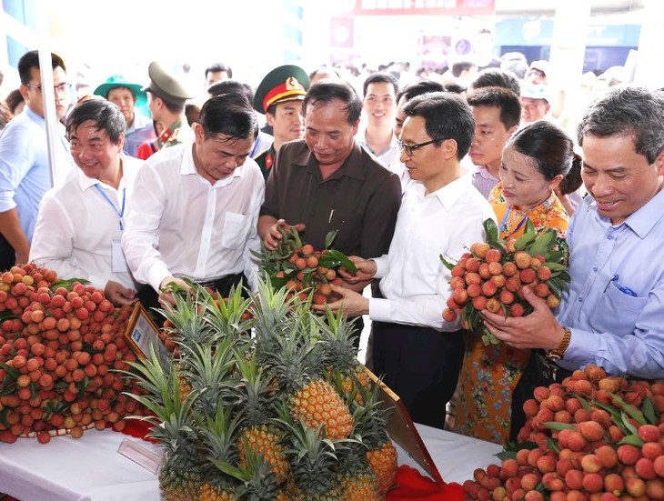Provincia de Hai Duong acoge por primera vez el Festival de lichi - ảnh 1
