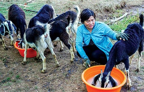 Nguyen Van Dinh con reconversión exitosa del modelo agrícola ante el cambio climático - ảnh 1