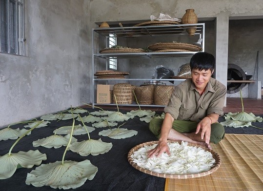 Le Son Hai, joven emprendedor en la producción del té orgánico  - ảnh 2