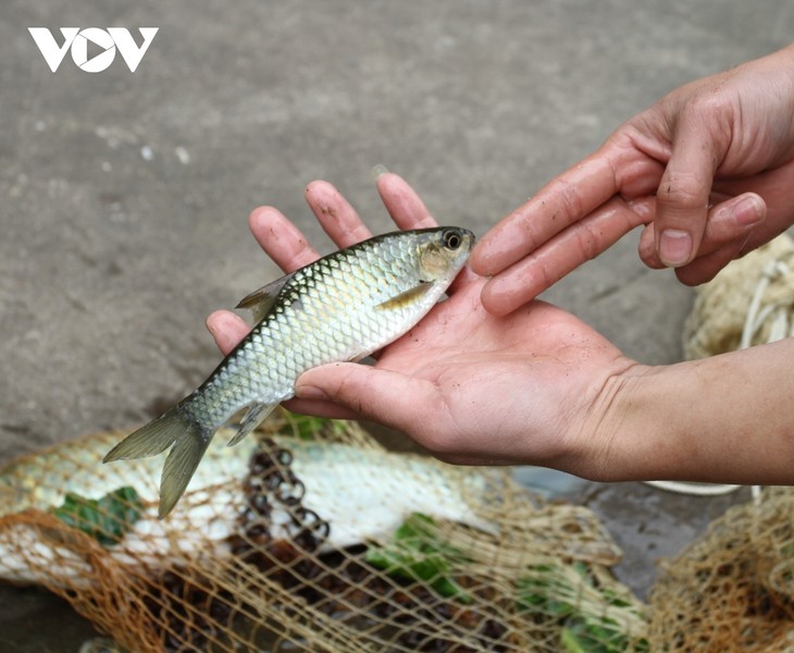 El pescado Bong, un ingrediente fundamental en la gastronomía de los Tay en Yen Bai - ảnh 1
