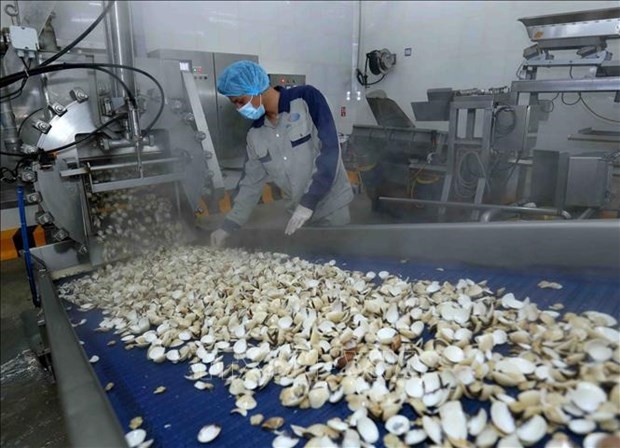 Vietnam exporta el primer contenedor de carne de almeja enlatada a Europa - ảnh 1