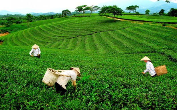 Celebrarán seminario sobre la exportación de té vietnamita a mercados internacionales - ảnh 1