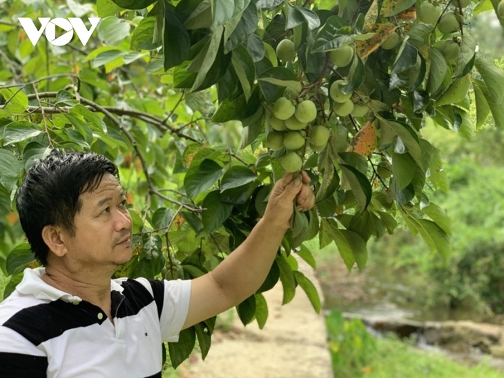 Hoang Trong Dung, un destacado agricultor de la etnia Tay - ảnh 1