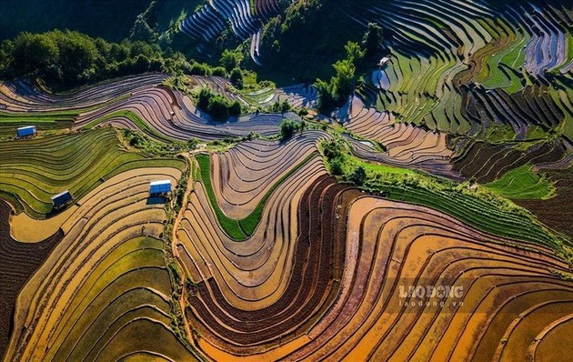 Magníficos campos de arroz en terrazas durante la temporada de crecidas - ảnh 2