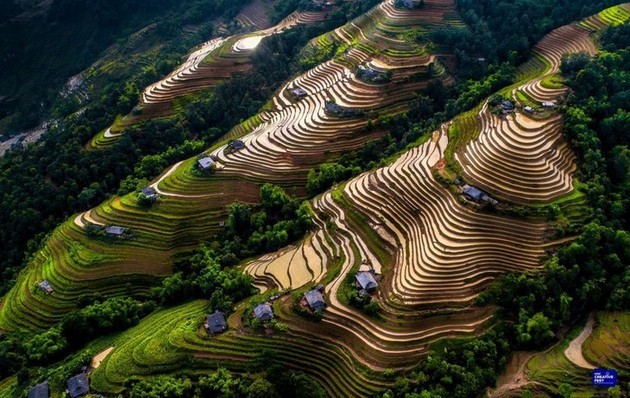 Magníficos campos de arroz en terrazas durante la temporada de crecidas - ảnh 7