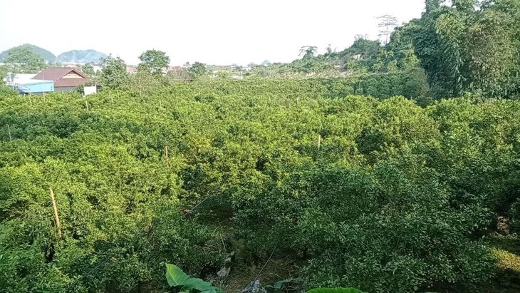 Hang A So, un campesino sobresaliente de Son La - ảnh 2