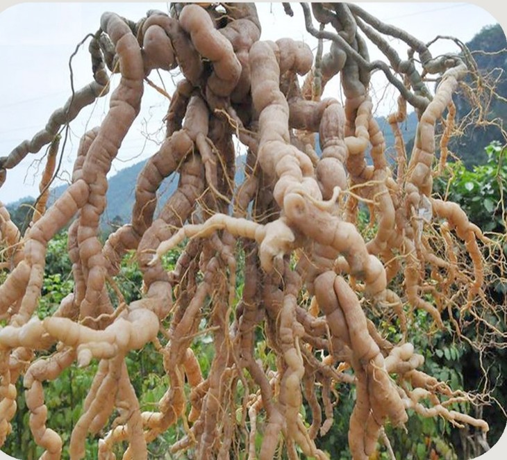 La plantación de morinda, hierba medicinal que trae prosperidad a los habitantes de la comuna Lang - ảnh 2