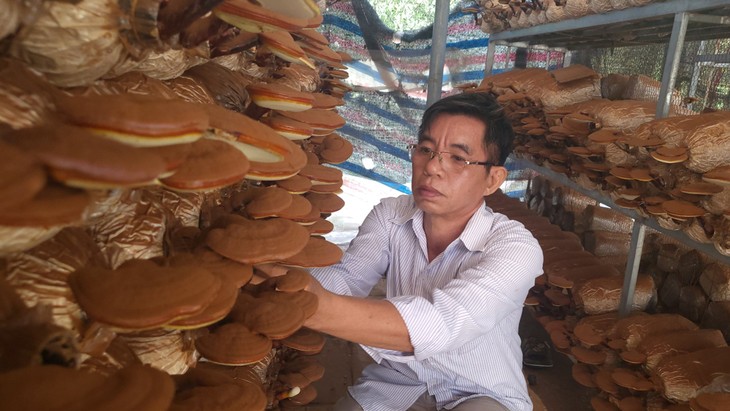 Agricultores de Binh Duong aplican altas tecnologías en la producción - ảnh 1