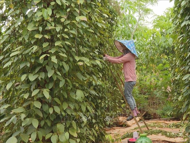 Exportaciones de pimienta vietnamita disminuyen en cantidad y aumentan en valor - ảnh 1