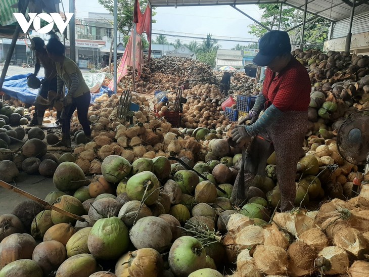 Bên Tre prête à exporter des noix de coco vers la Chine  - ảnh 1