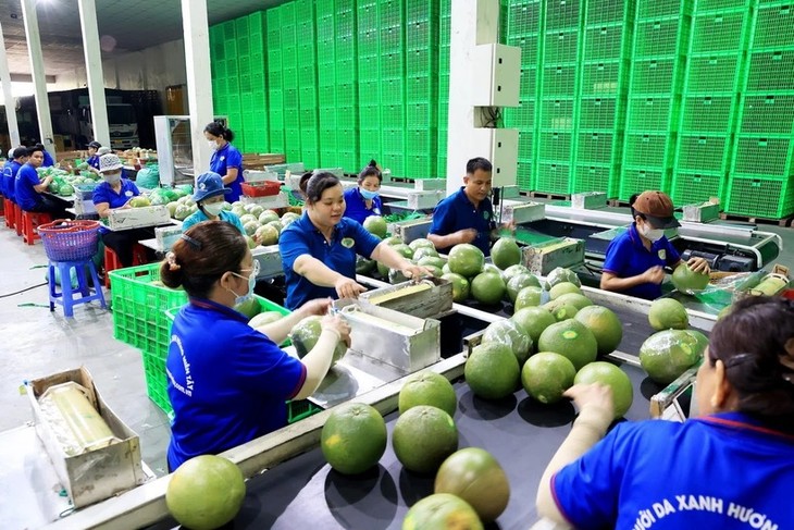 Promouvoir les exportations de légumes et de fruits en Asie - ảnh 1