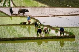 บทบาทสำคัญของภาคการเกษตรในระบบเศรษฐกิจเวียดนาม - ảnh 3