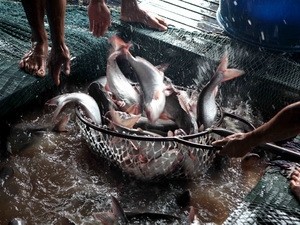 เวียดนามจะพยายามส่งออกปลาสวายให้ได้ 1.2 ถึง 1.5 ล้านตัน - ảnh 1