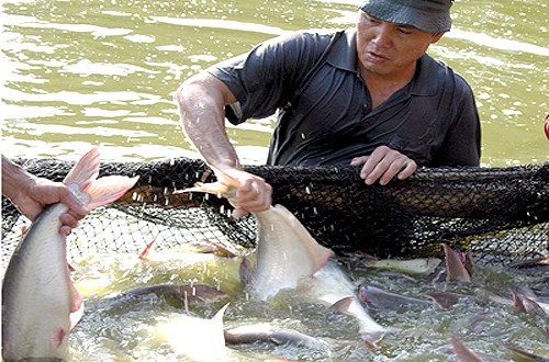 เวียดนามพยายามส่งออกปลาสวายให้ได้ 2 พันล้านเหรียญสหรัฐ  - ảnh 1