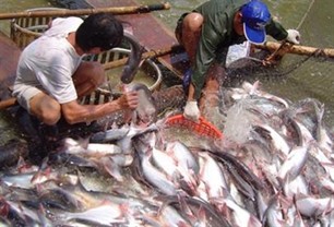 สมาชิกวุฒิสภาสหรัฐคัดค้านโครงการตรวจสอบปลาสวายและปลาบาซาของกระทรวงการเกษตรสหรัฐ - ảnh 1