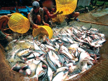 วุฒิสภาสหรัฐเห็นชอบการยกเลิกโครงการตรวจสอบปลาสวายและปลาบาซาของกระทรวงการเกษตรสหรัฐ - ảnh 1