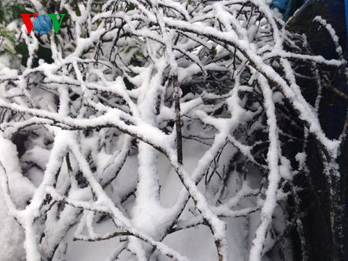 หิมะตกหนักในเมืองซาปา จังหวัดลาวกาย  - ảnh 8