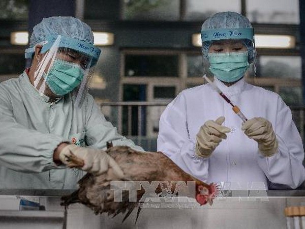 องค์การอนามัยโลกเรียกร้องให้ป้องกันโรคไข้หวัดนก H7N9 - ảnh 1