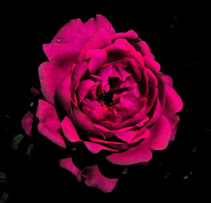 สีสันดอกไม้เวียดนาม - ảnh 16