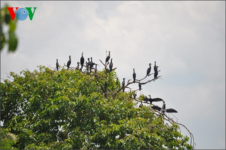 เยือนสวนนกกระสา “บั่งลัง” ที่นครเกิ่นเทอ - ảnh 4