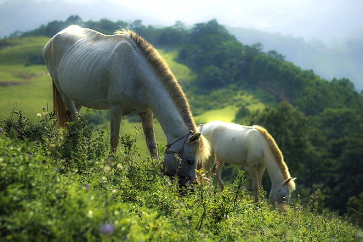 ชมฝูงม้าขาวกลางทุ่งหญ้า “เคาซาว” จังหวัดหลางเซิน - ảnh 4