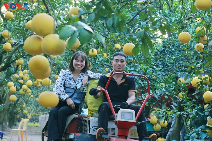 สวนส้มโอ ฟุ๊กเหยียน – สถานที่เช็คอินที่น่าสนใจในช่วงตรุษเต๊ต - ảnh 8