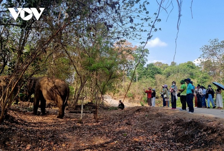 การท่องเที่ยวที่เป็นมิตรต่อช้าง ที่อุทยานแห่งชาติ Yok Đôn - ảnh 1