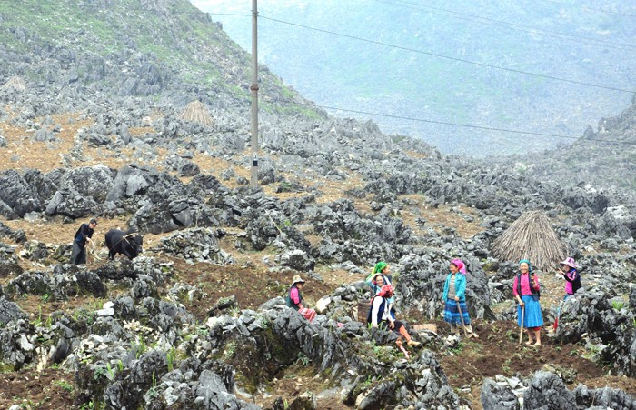 Mong ethnic people cultivate on rocks - ảnh 2
