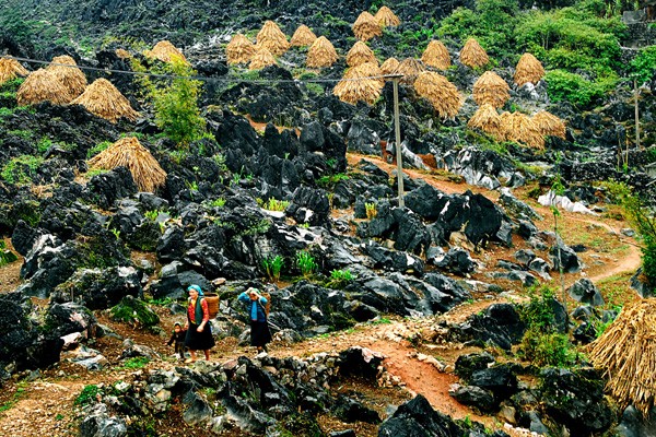 Mong ethnic people cultivate on rocks - ảnh 1