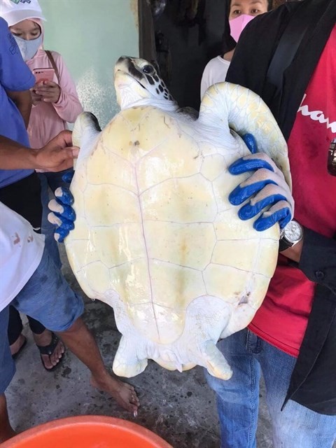 Endangered sea turtle rescued in Quang Nam - ảnh 1