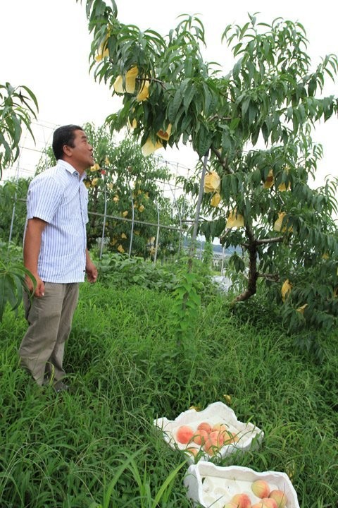 Rời quê lúa, cô gái Việt đi trồng đào ở xứ sở kim chi  - ảnh 1
