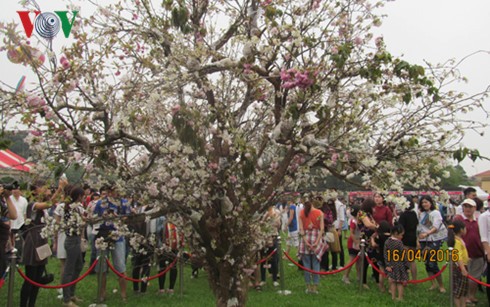 Lễ hội hoa anh đào Nhật Bản thu hút hàng nghìn bạn trẻ tham gia - ảnh 1