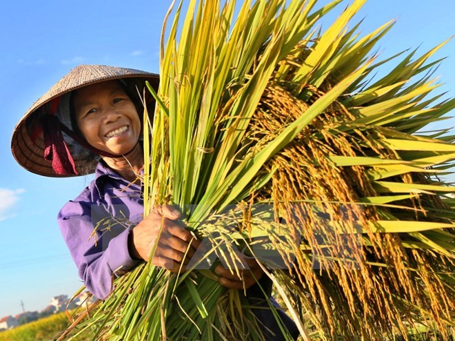 Công bố danh sách 63 nông dân Việt Nam xuất sắc năm 2016  - ảnh 1