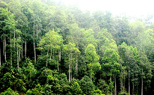 Đến năm 2020 tỷ lệ che phủ rừng toàn quốc đạt 42%  - ảnh 1