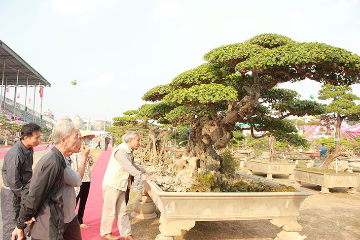Triển lãm cây cảnh tại Hà Nội thu hút hàng vạn khách tham quan - ảnh 1