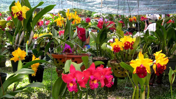 Thành phố Hồ Chí Minh sẽ tổ chức Fetival hoa lan - ảnh 1