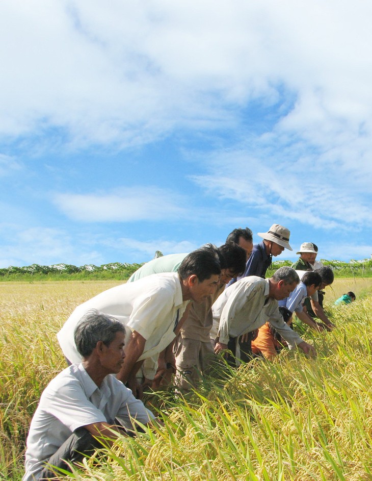 Tỉnh Kiên Giang đẩy mạnh tái cơ cấu sản xuất nông nghiệp - ảnh 1
