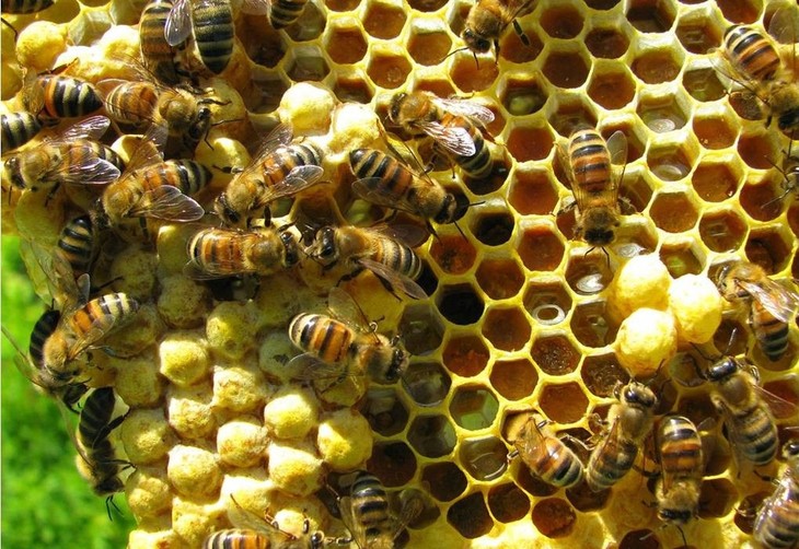 Nuôi ong làm giàu và thích ứng với biến đổi khí hậu - ảnh 1