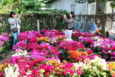 หมู่บ้านดอกไม้ซาแด๊กอวดสีสันสดสวยต้อนรับเทศกาลตรุษเต็ต - ảnh 4