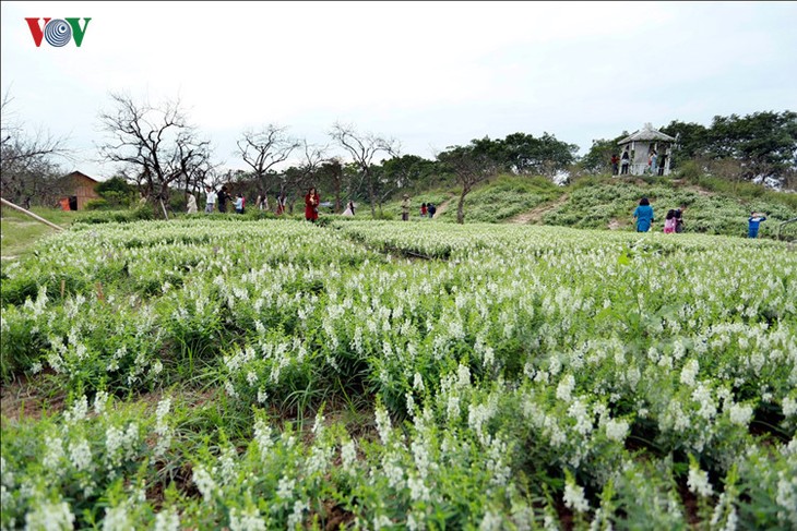 Hanoians visit flower villages as Tet holiday nears - ảnh 4
