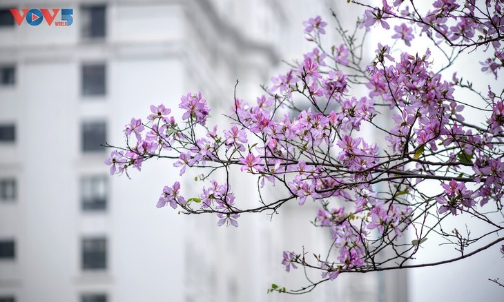 Ban flowers in full bloom in Hanoi - ảnh 7