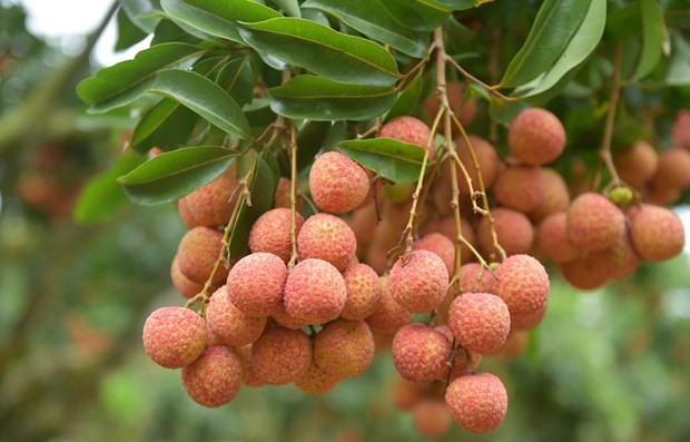 Vietnam ships 3,600 tons of fresh lychees to China  - ảnh 1