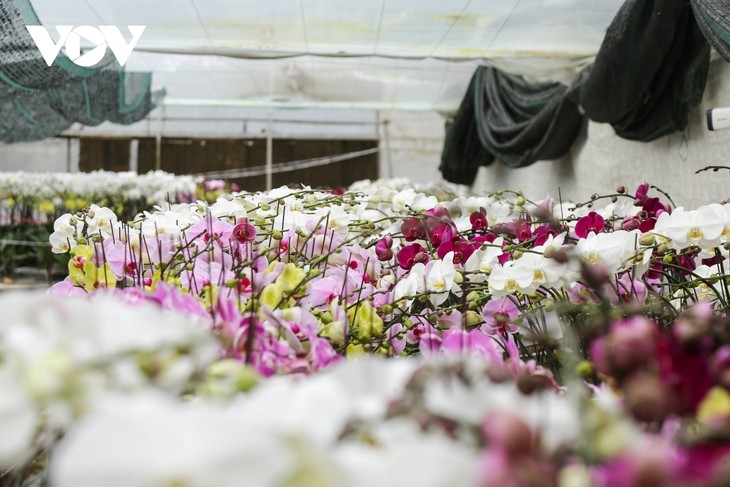 Pricy orchid flowers in blossom for Tet market - ảnh 7