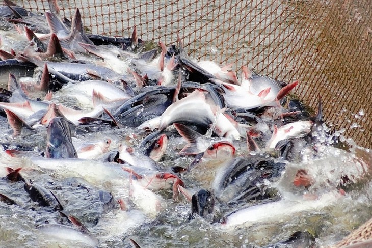 Vietnam's pangasius exports forecast to maintain impressive growth in Q2 - ảnh 1