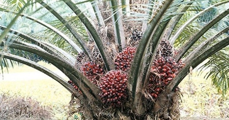 Ghana’s liquor - Akpeteshie - ảnh 3