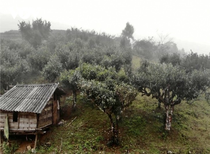 1,300 Shan Tuyet tea plants named ‘Vietnam Heritage Trees’ - ảnh 1