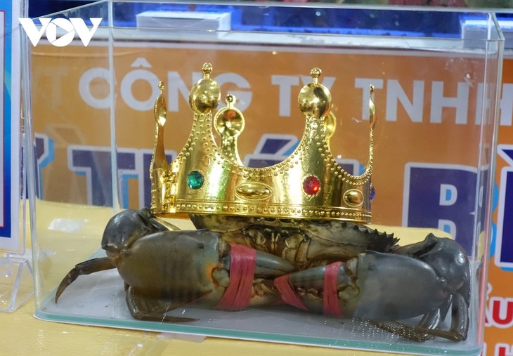 Sumo Crab honors winner weighing 1.4kg in Vietnam - ảnh 1
