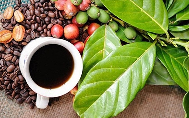 Buon Ma Thuot Coffee Festival 2023 to take place in March - ảnh 1