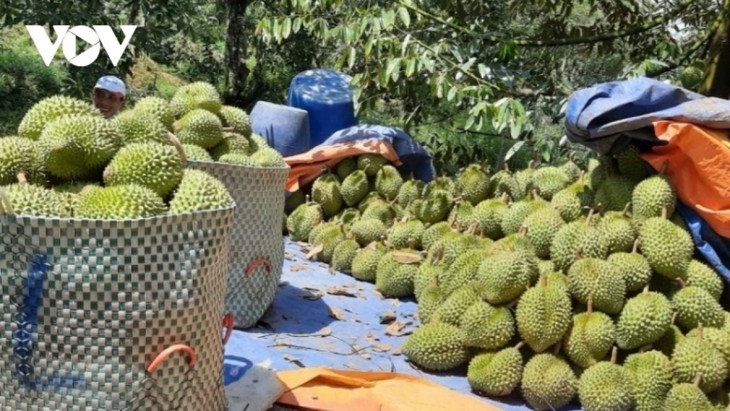 China grants additional 163 growing area codes to Vietnamese durian - ảnh 1